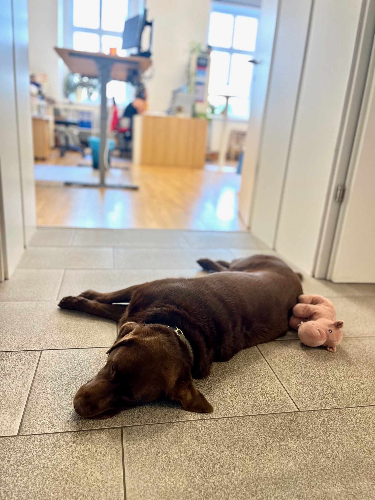 Hundecontent1.jpg